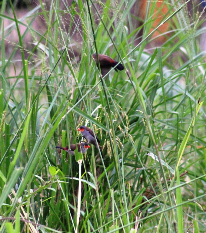 Orange-cheeked waxibill