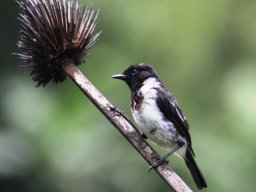 common_stonechat_20160824_1665500849