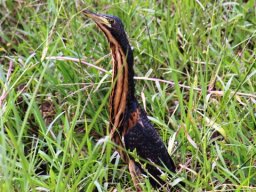 dwarf_bittern_20161220_1488640991