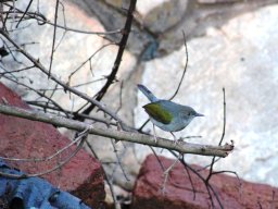 grey-backed_camaroptera_20160728_1446426578