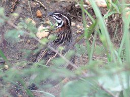 harlequin_quail_20160917_1874537682