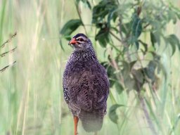 heuglins_francolin_20160930_1248958007