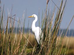intermediate_egret_20160926_1207731024