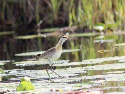 lesser_jacana2_20160926_1739593112
