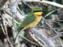 little_bee-eater_20161011_1187795794