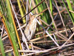 little_bittern_20160926_1212622591
