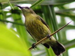 olive-bellied_sunbird_-_female_20160824_1455439511