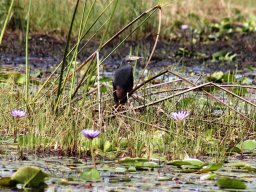 rufous-bellied_heron_20160926_2033793395