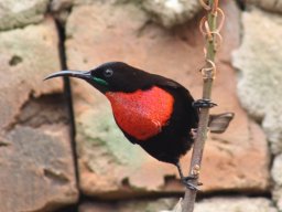 scarlet-chested_sunbird_20160824_1019022262