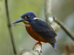 shinning_blue_kingfisher_20160824_1681674777