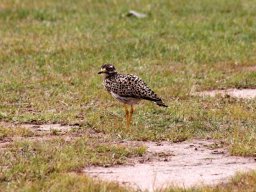 spotted_thicknee_20160820_1249061454