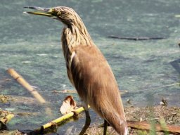 squacco_heron_20160917_1976223156