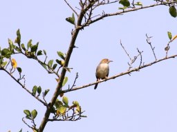 tabora_cisticola_1_20160728_2038588329