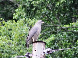 western_banded_snake-eagle_20160820_1638565509
