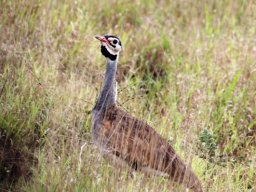 white-bellied_bustard_20160917_1510777690