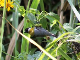 white-collared_oliveback_1_20160728_1327546348