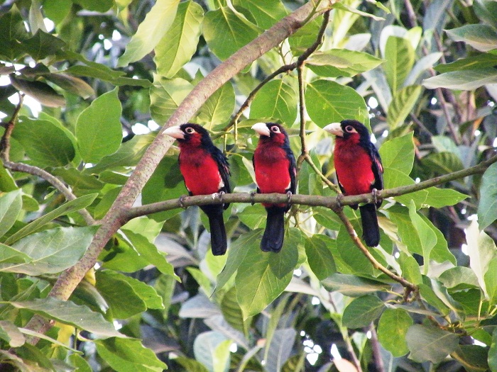 Birds of Uganda