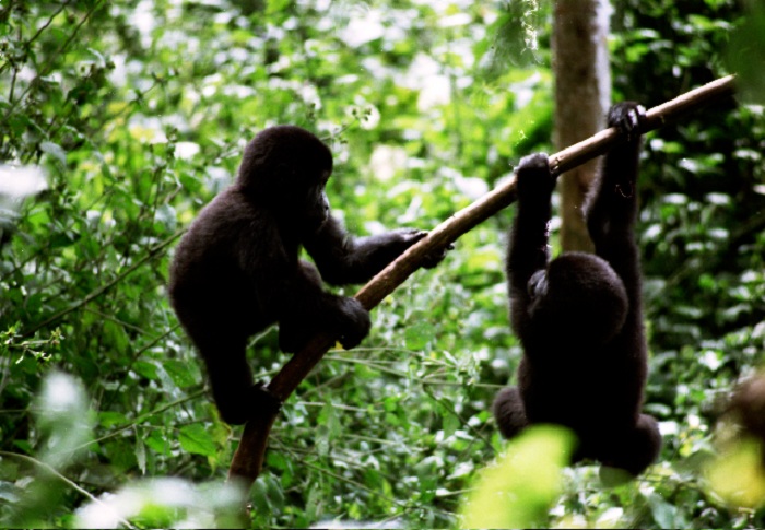 Mountain Gorilla Tracking