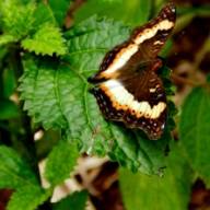 Ecotourism in Uganda