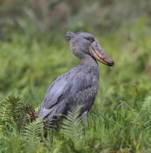 Uganda Eco Tours - Bird watching trips